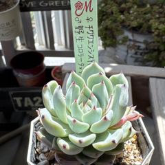 多肉植物 ピンクルルビー❣️抜き苗 - メルカリ