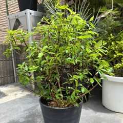 大苗 這性 グレビレア ロイヤルマントル エアーポット鉢植え 苗 太幹