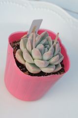 多肉植物 マジックチョコ 韓国苗 - メルカリ