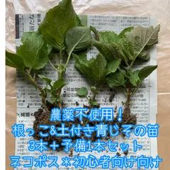 特別価格✨農薬不使用＊根っこ＆土付き青じその苗3本＋予備1本セット＊大葉＊シソ＊初心者向け＊プランター＊採れたて新鮮野菜＊ネコポス＊