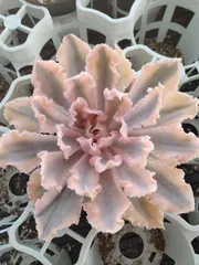 速達付き　フィレンツェ錦