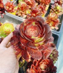 黑魔錦2 多肉 アエオニウム 抜き苗 - メルカリ