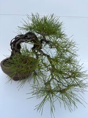 真柏 盆栽 小品盆栽 捻転幹 文人木 樹高約23cm 友樹園 - メルカリ