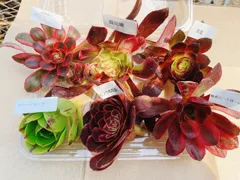 Cセット 多肉植物  アエオニウム 6種カット苗セット 名前あり  アエオ弁当