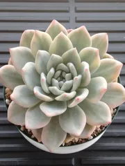 速達付き　アリエル錦