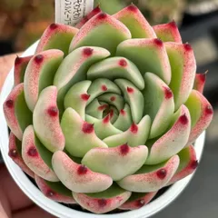 多肉植物 エボニー  抜き苗♡ 0a118e0b31fab479a044ffb477b956