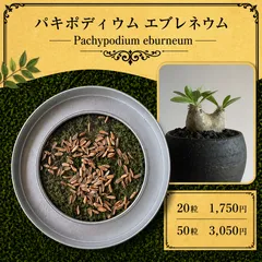 2026年最新】パキポディウム エブレネウムの人気アイテム - メルカリ