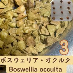 3月入荷 3粒 ボスウェリア・オクルタ Boswellia occulta 種子 - メルカリ