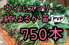 【特選品】茨城県産☆紅はるか苗 10,000本 2026年最新】紅はるか 苗の人気アイテム - メルカリ