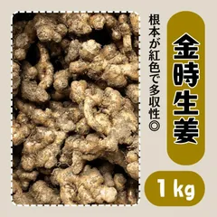 金時生姜 種生姜 1kg しょうが ショウガ 種芋 球根 販売 通販 おすすめ 良品 国産 家庭菜園 初心者 種 タネのサムネイル