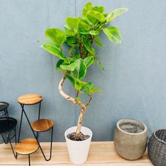現品］21番 フィカス アルテシマ 8号 観葉植物 室内 大型 ゴムの木