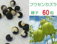 フウセンカズラ種 約350粒 ふうせんかずら種 風船葛 フウセンカズラ