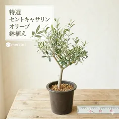2026年最新】オリーブの木 セントキャサリンの人気アイテム - メルカリ