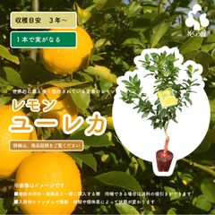 ホワイトジャボチカバ 苗[品種:レモングラス]Plinia aureana - メルカリ