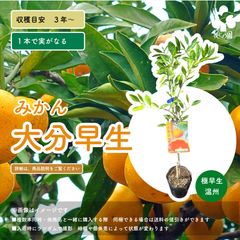 g*i様 麗紅 レイコウ 3年生 苗木 実つき！ 登録品種 - メルカリ