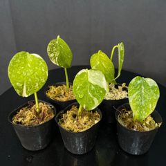 カラジウム　ユニバース カラジウム ユニバース – Plants Navi