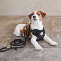 abu 犬用オールインワンハーネスSサイズ キャメル デコピン愛用 - メルカリ