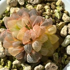 13a 多肉植物 ハオルチア　九尾狐実生苗糊斑　自家繁殖　鉢植え発送 13a 多肉植物 ハオルチア 九尾狐実生苗糊斑 自家繁殖 鉢植え発送