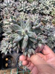 キリンドリフォリア綴化 実生 鉢3号サイズ 塊根小さめ - メルカリ