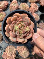 赤葉日高ミセバヤ 抜き苗 多肉植物 - メルカリ