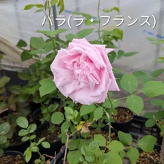 【花苗】バラ（ラフランス四季咲き）のサムネイル