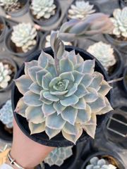 エケベリア 七福神 群生　Imbricata 抜き苗発送 七福神抜き苗 - メルカリ