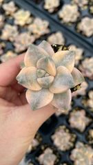 多肉植物 錦 フローレンス錦 カキコ カット苗【特定記録付】 - メルカリ