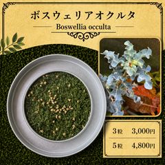 ボスウェリア アスプレニフォリア 種子3粒 - メルカリ