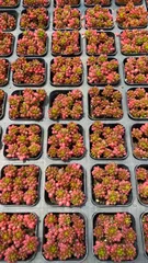 セール中　レッドベリー　32株セット　土鉢付き　美苗　エケベリア　多肉植物　佐川発送　P1118