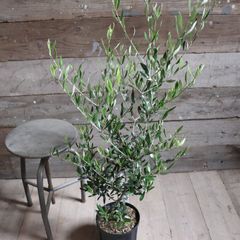 オリーブの木 イタリア製 テラコッタ鉢植え エルグレコ H120 - メルカリ