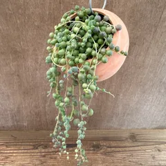 【サンプル】パルムポット グリーンネックレス Senecio rowleyanus セネシオ属 グリーンネックレス ミドリノスズ キク科  観葉植物 観葉 植物  ハンギング 吊り下げ 吊るす インテリア プレゼント おしゃれ かわいい  グリーン