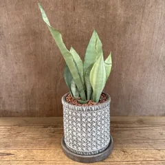サンセベリア シルバーキング  陶器鉢植え 現品 Sansevieria silverking サンスベリア シルバー キング 現品 観葉植物 観葉 植物 珍奇植物 珍奇 珍しい レア 希少 インテリア プレゼント おしゃれ かわいい 空気清浄 マイナスイオン