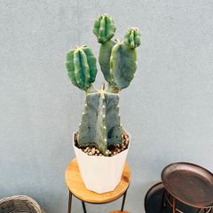 現品］【希少】7番 フィカス グランディス 曲がり 10号 観葉植物 室内