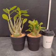 塊根植物セット 楽天市場】植物棚スターターセット(920サイズは予約販売) 水受けトレー