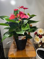 アンスリウム　大型 尺鉢 約90cm 観葉植物 ラベルA アンスリウム 大型 尺鉢 約90cm 観葉植物 ラベルA - メルカリ