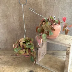 【サンプル】パルムポット フィロデンドロン ミカンス Phillodendron micans フィロデンドロン属 フィロデン 観葉植物 観葉 植物 つる性 ハンギング インテリア プレゼント かわいい おしゃれ グリーン たこつぼ 母の日 父の日 誕生日