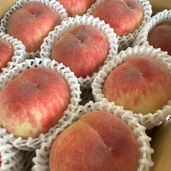 6月末から順に発送！！ももちゃん果樹園の桃　福島の桃　早生桃　約3キロ箱　ワケあり