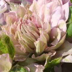 旧枝咲き　クレマチス『ハルカスミ』♡入荷しました！