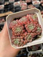 多肉植物　P1350　カワイイアワ　28株　抜き苗　エケベリア　セダム　アエオニウム　韓国苗　寄せ植え　詰め合わせ