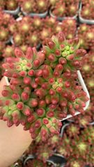 多肉植物 Z2550 チワワニシキ 8株 抜き苗 エケベリア セダム