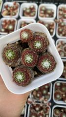 観葉植物 多肉植物 Z451 トウクンバイオウ 54株 抜き苗 エケベリア セダム アエオニウム 韓国苗 寄せ植え 詰め合わせ