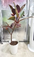 コルジリネ ジョンクラスレッド 7号鉢 観葉植物 calm cafe - メルカリ