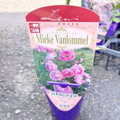 クレマチス グレーヴェ•エリック•ルース♥️希少品種 残り僅か - メルカリ