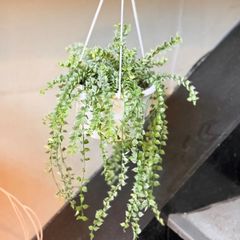 本物の春黄金ソテツ - メルカリ