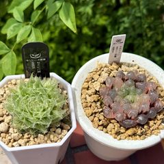 ピンクゴールドオブツーサ錦 特選株 ハオルチア - メルカリ