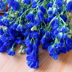 おすすめᕷ*.°生花❇️ブルーファンタジア❣️ネコポスいっぱい