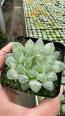 多肉植物 ハオルチア 白蛇伝 子株 ① - メルカリ