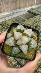 ハオルチア 王蟲 葉挿し 発根済み - メルカリ