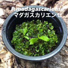 P.madagascariense 前葉体 胞子体 ビカクシダ 52 - メルカリ