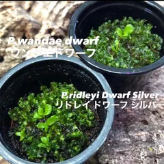 2026年最新】ワンダエドワーフの人気アイテム - メルカリ